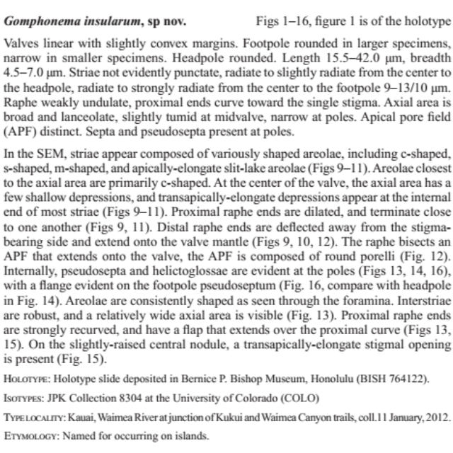 Gomphonema Insularum  Kociolek  Woodward  Graeff 2016