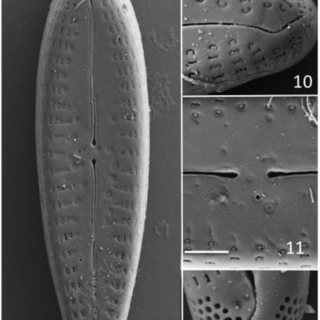 Gomphonema Insularum  Kociolek  Woodward  Graeff 2016  Sem