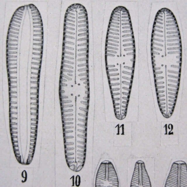 Gomphonema Olivaceoides  Hustedt 1950  Figures