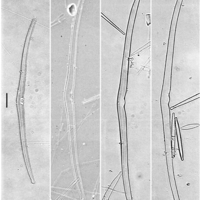 Hasuperiorensis  Orimage