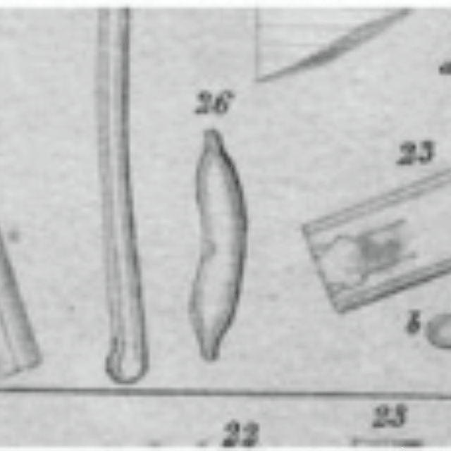 Hantzschia amphioxys orig illus