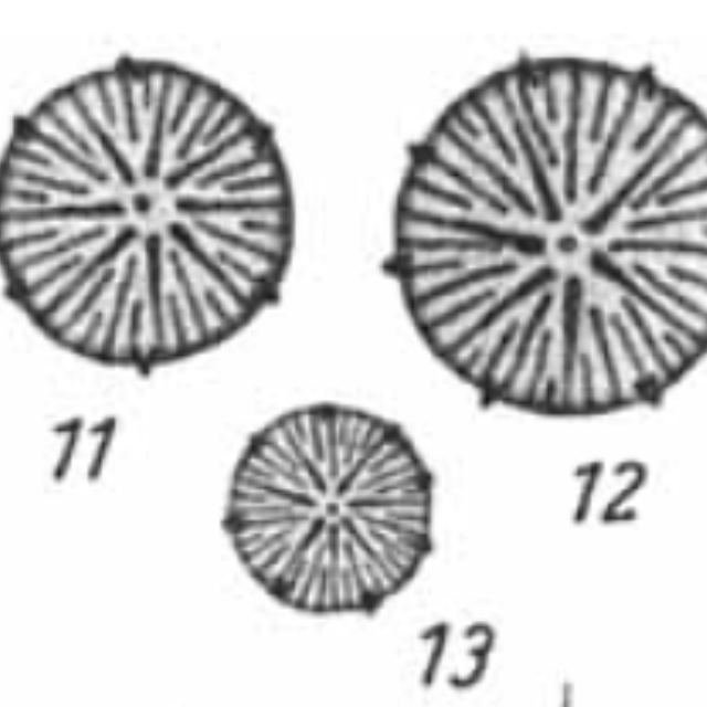 Hustedt  D  Woltereckii Images