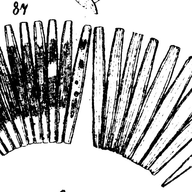 Jkjctenophora Pulchella Original