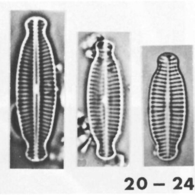 K Nitidiformis  Orig Ill