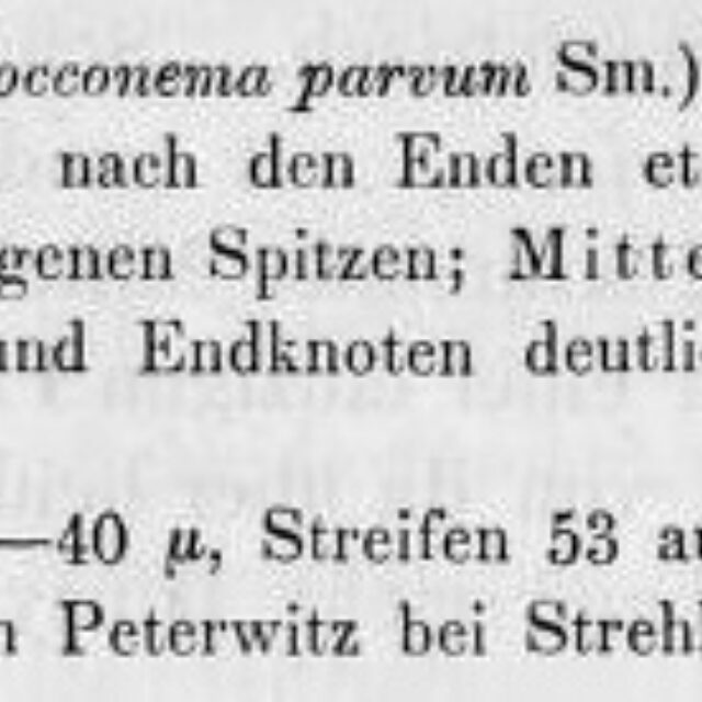 Kirchner1878 P 188  Cymbella Parva Comb Nov