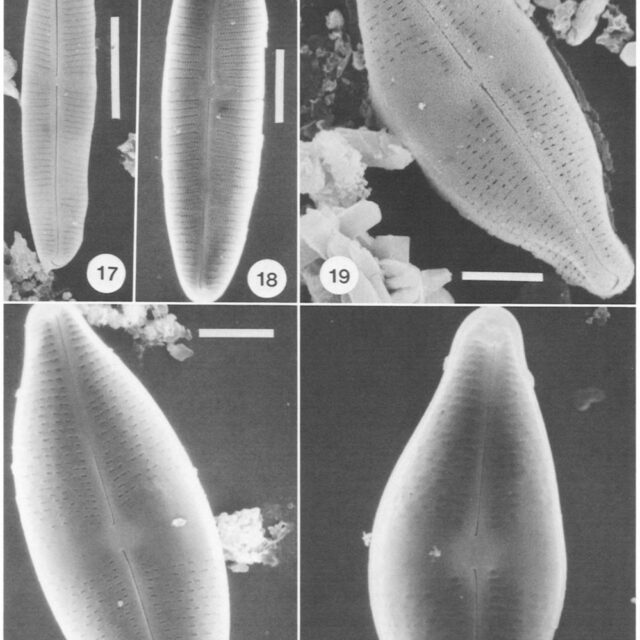 Kociolek Herbst 1992 Diatoms At 2