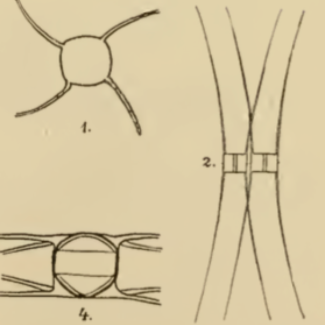 Lemmerman 1898  Chaet Muelleri Fig