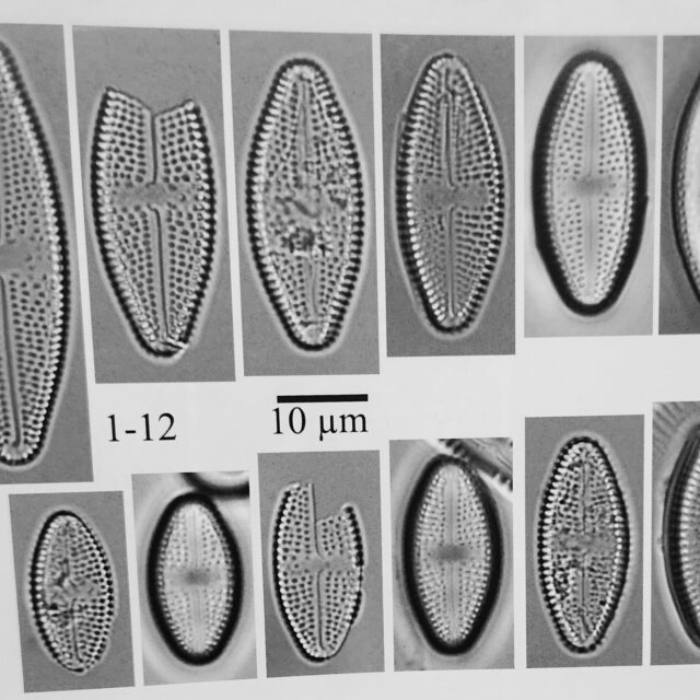 Luticola hamiltonii original LM