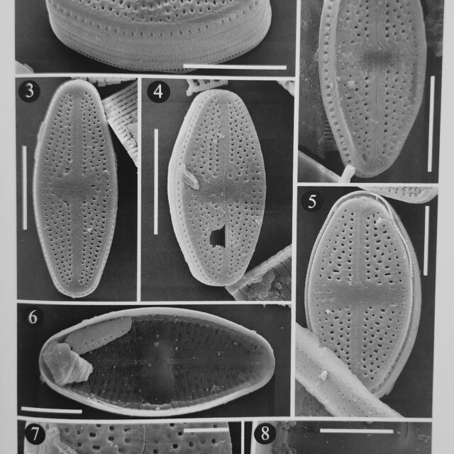 Luticola hamiltonii original SEM