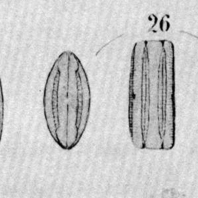 Maselliptica Origimag