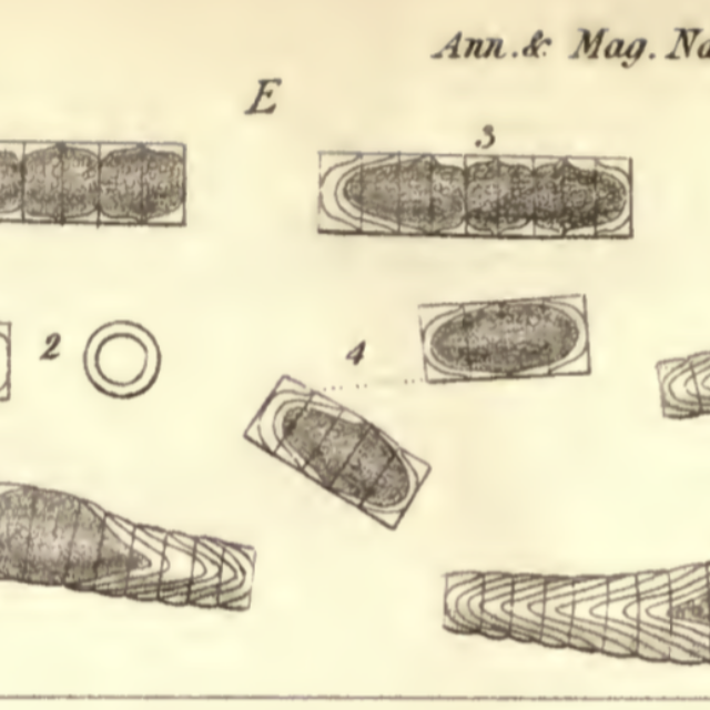 Melo Dickiei  Thwaites 1848 Image