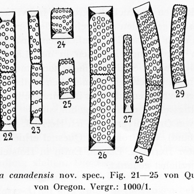 Melosira Canadensis  Ill