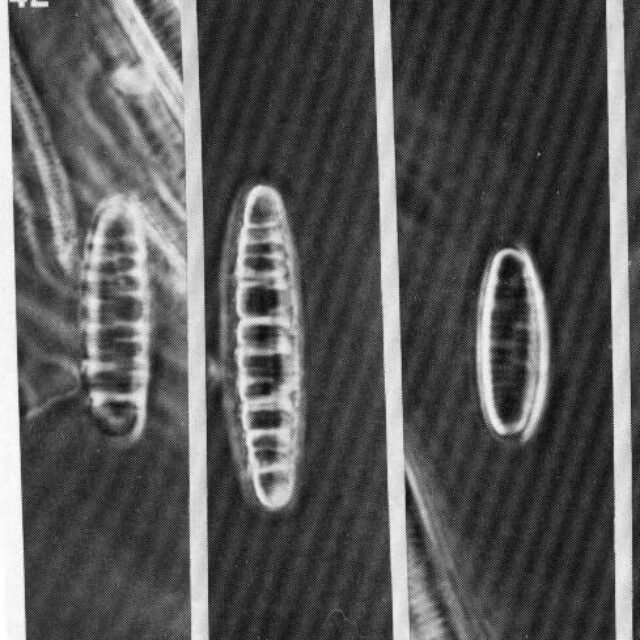 Merlineare Origimag1