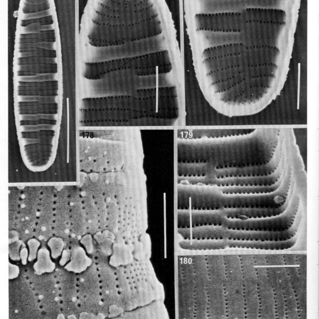 Merlineare Origimag2