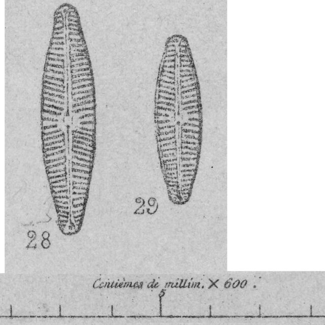 Naslesvicensis  Orig Ill