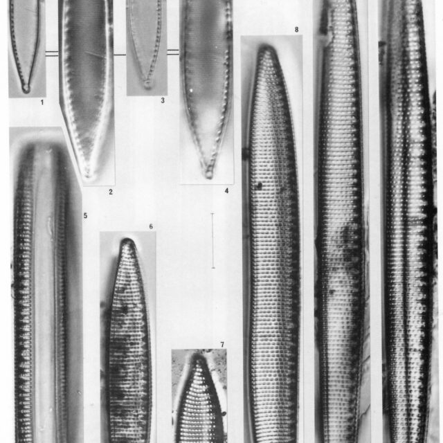 Niampibioides  Simonsen