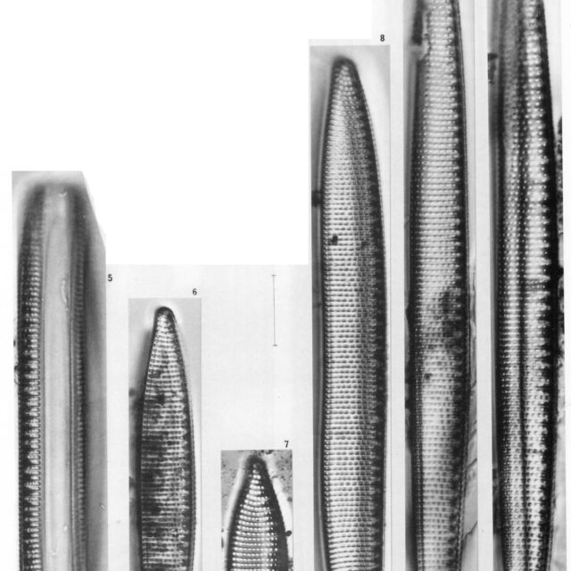 Niampibioides  Simonsen