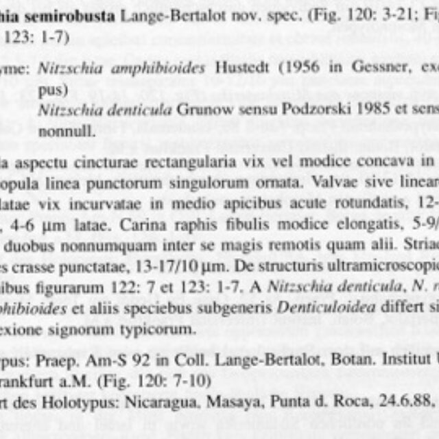 Nisemirobusta Or Descr001