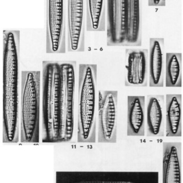 Nisemirobusta Or Ill001