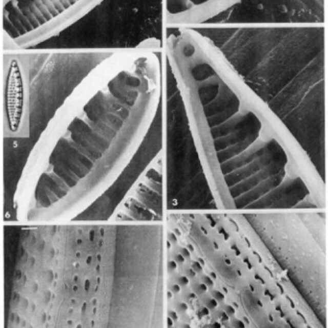 Nisemirobusta Or Ill003