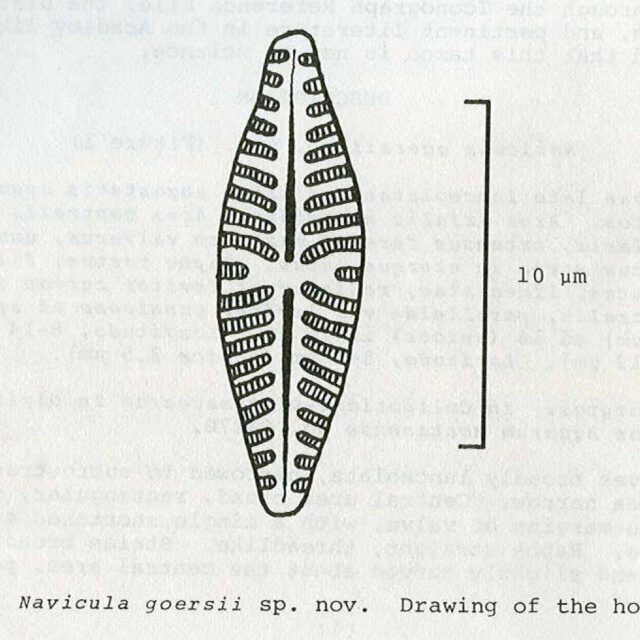 N Copy  Goersii Original Drawing