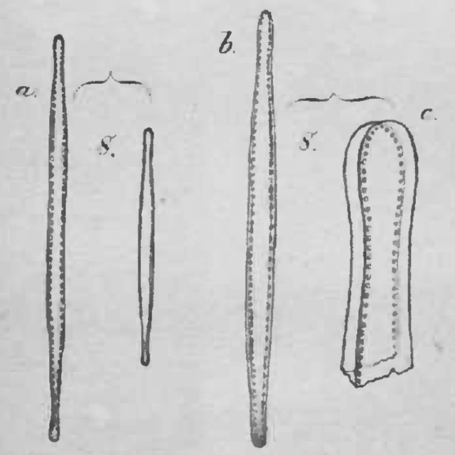 N Gracilis Origpic