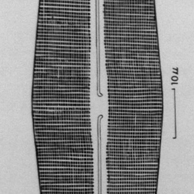 N Halophila Obtusa Orig Illus