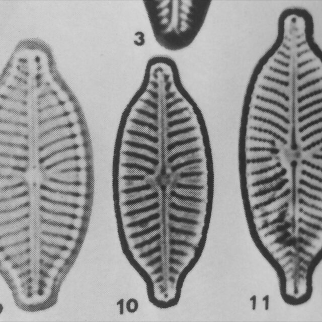 N Pseudanglica Orig Image 1985