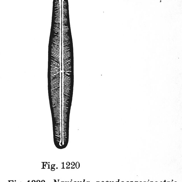 N Pseudocrassirostris  Hustedt1961