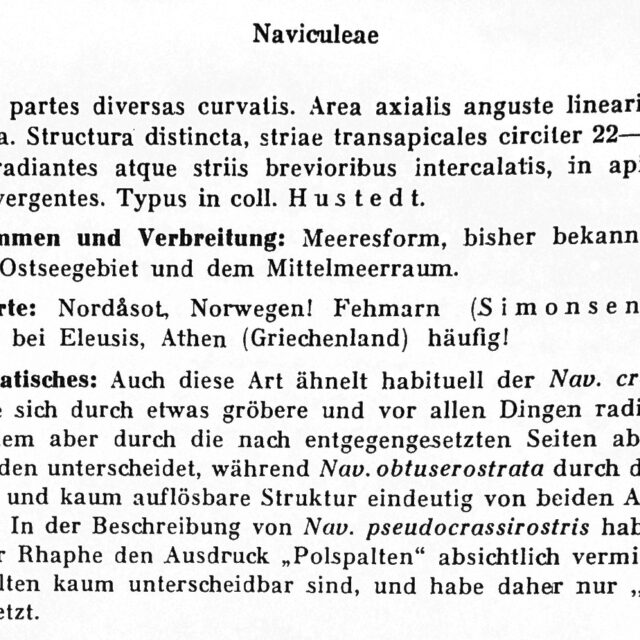 N Pseudocrassirostris  Hustedt1961B