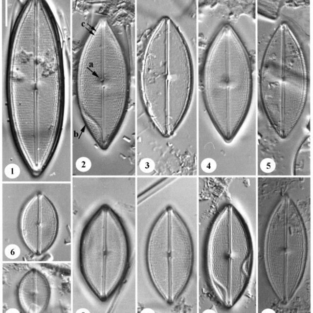 N Pseudodensestriatum  Orig Ill1