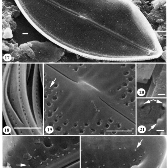 N Pseudodensestriatum  Orig Ill3