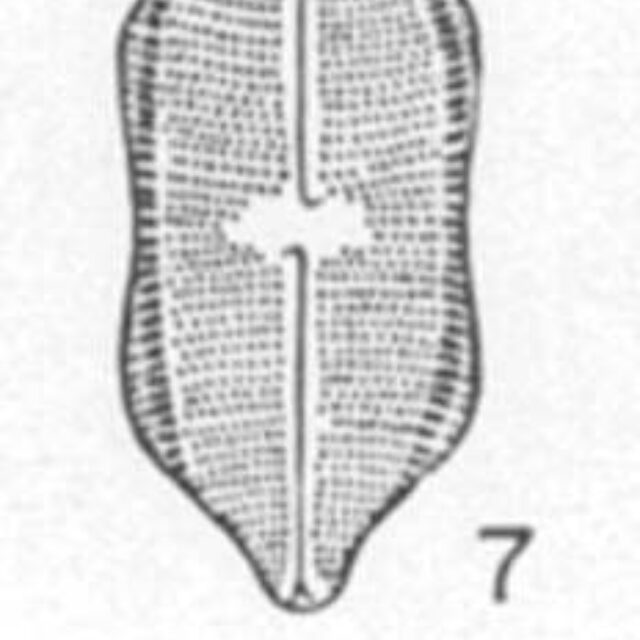 Napiculatum Constrictum  Orig Ill