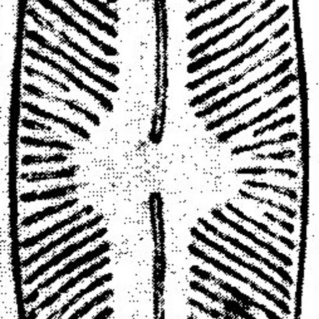 Nav Ludloviana  Schmidt  Taf46 Fig15