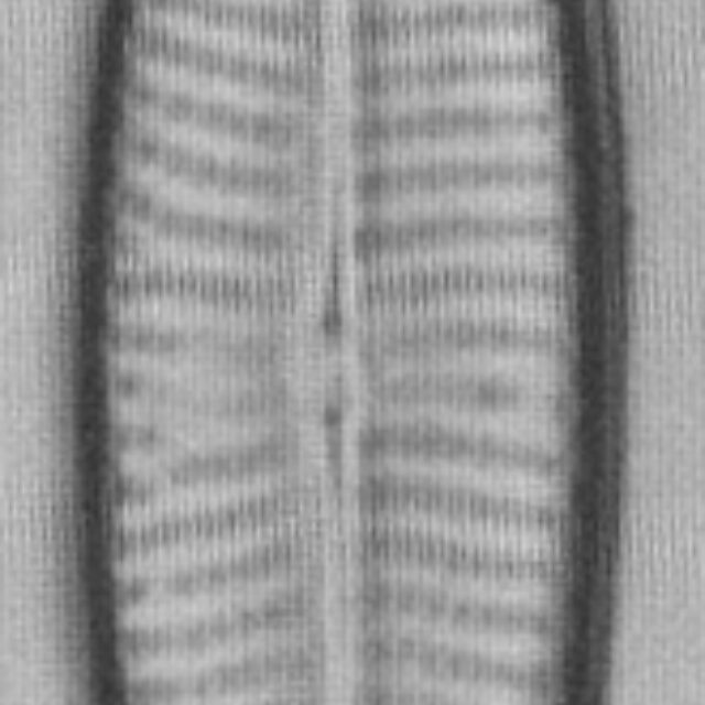 Navcryptocephaloides  Hustedt2