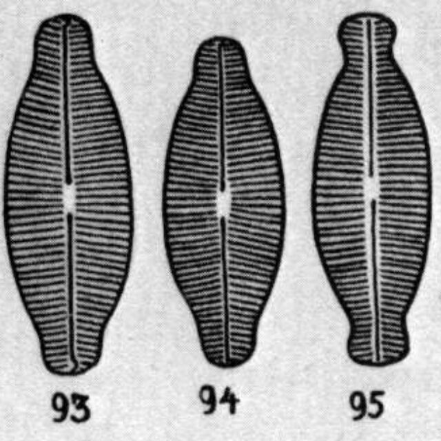 Navdetenta Origimag1