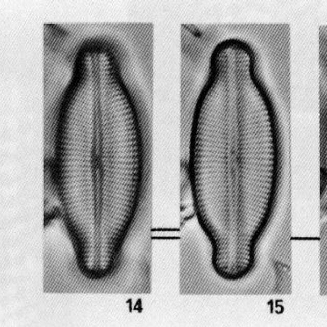 Navdetenta Origimag2