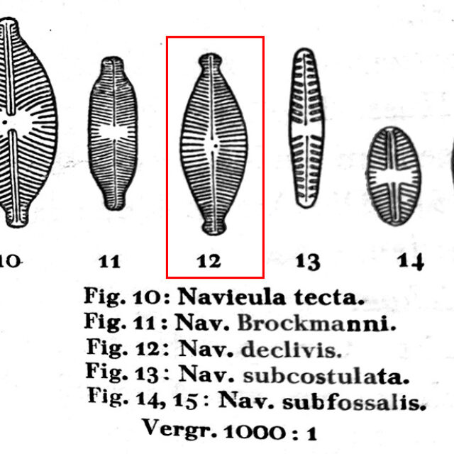 Navicula declivis orig illus