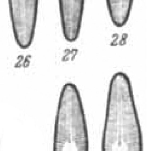 Navicula Digitulus Orig Illus