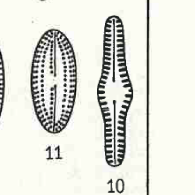 Navicula gibbosa orig illus