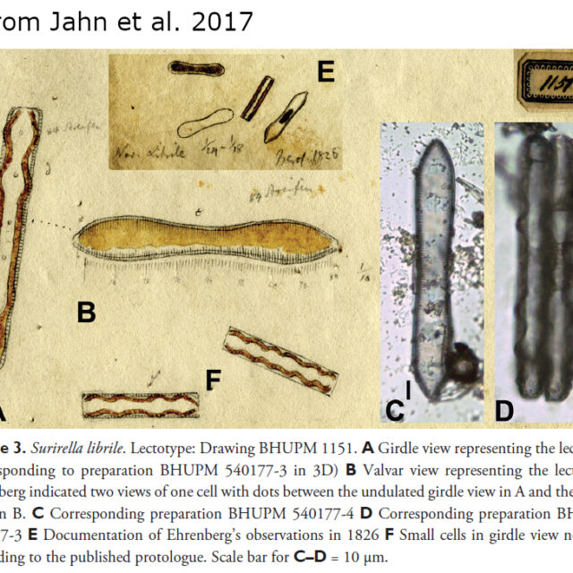 Navicula Librile Orig Ill Jahn2017