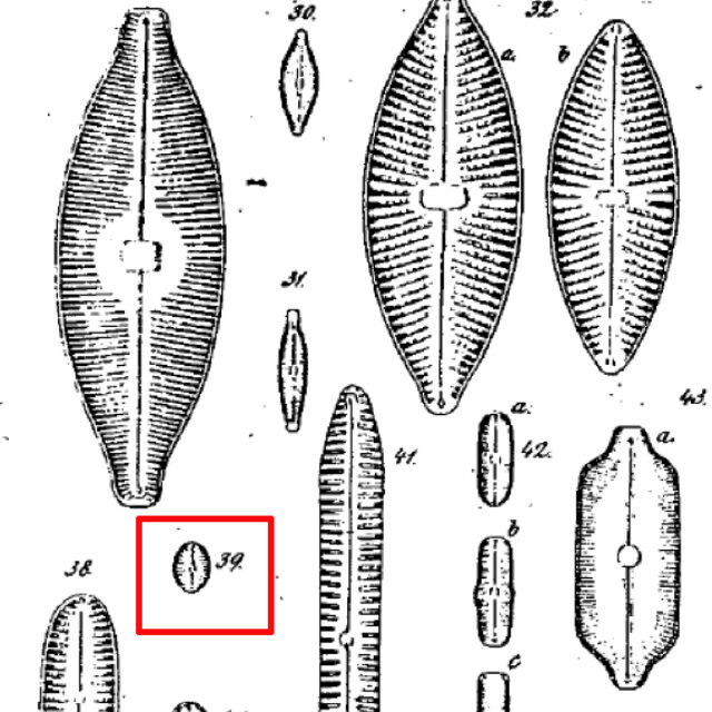 Navicula Puella Orig Illus