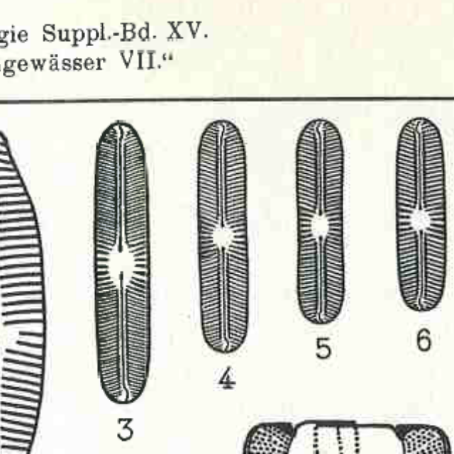 Navicula subbacillum orig illus