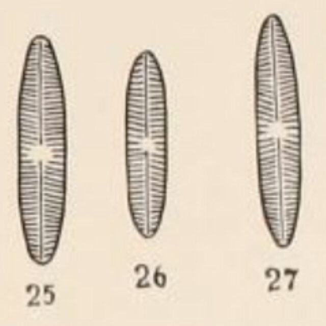 Navicula Suchlandtii2 Orig Illus