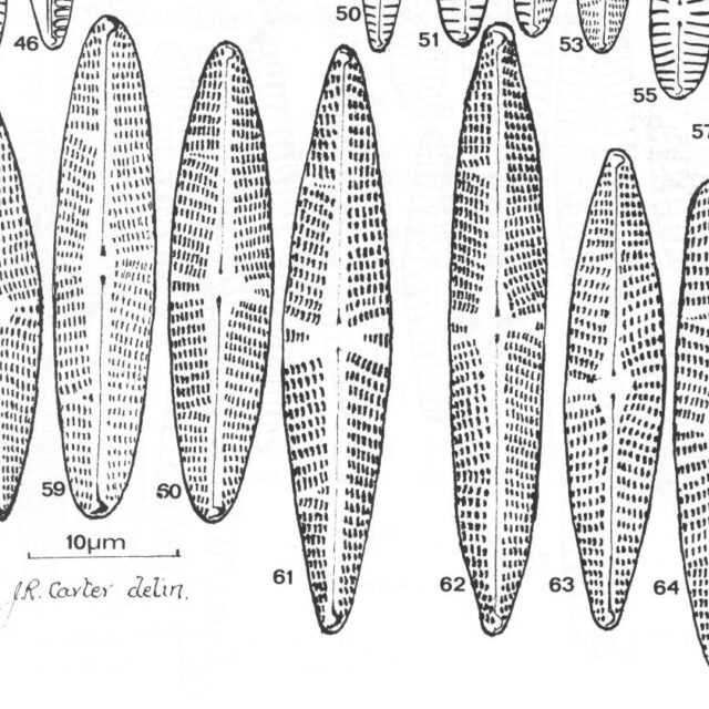 Navicula Eidrigiana Origimag1