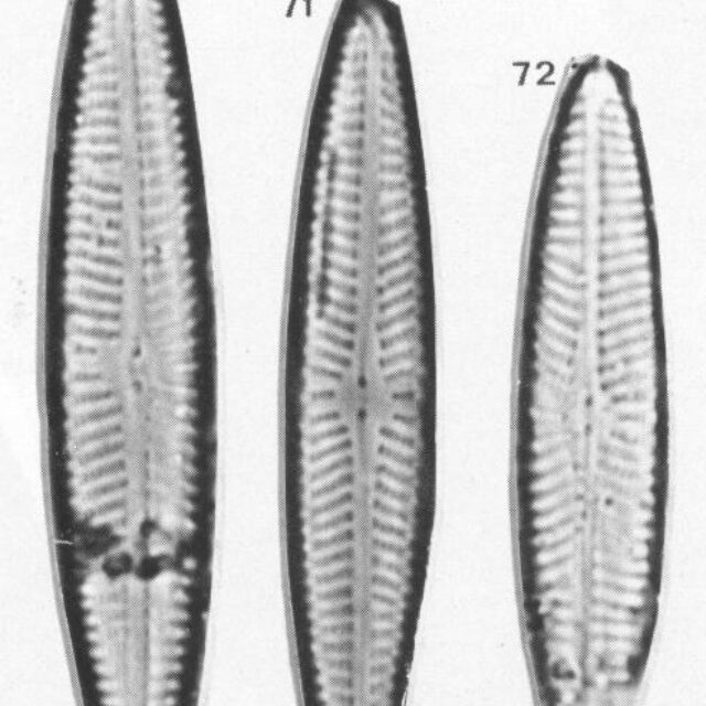 Navicula Eidrigiana Origimag2