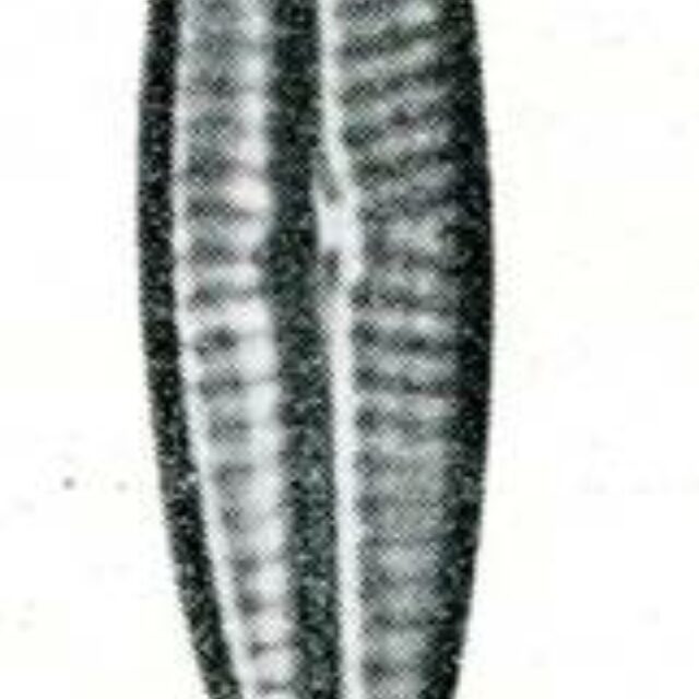 Navicula Canalis