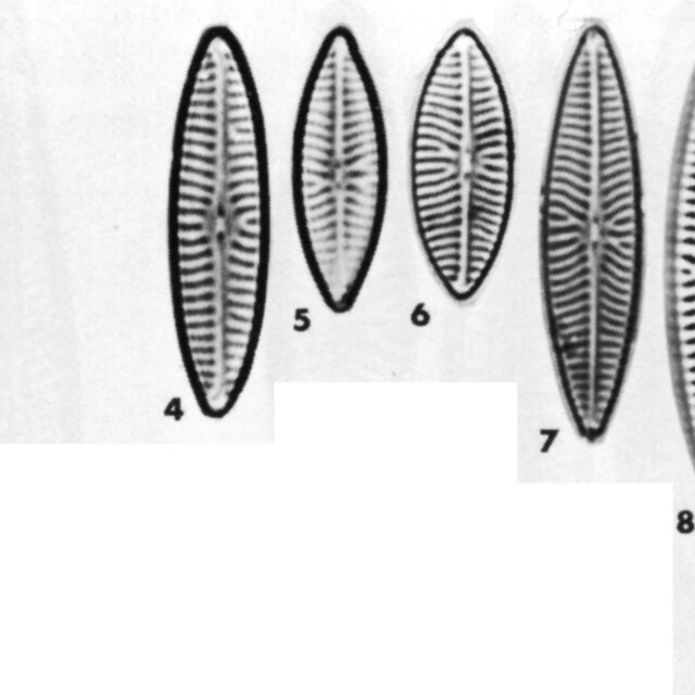 Navicula Cryptotenella  Ill2