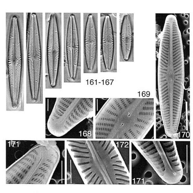 Navicula Harmoniae Origimag001