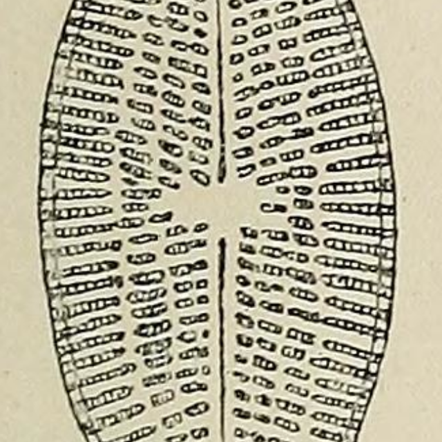 Navicula Tuscula Rostrata Orig Illus